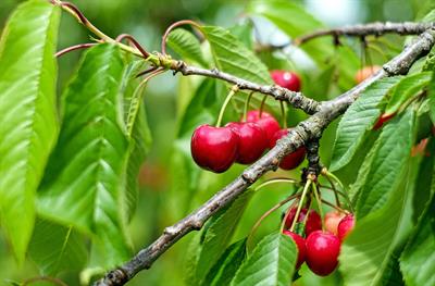 Prunus cerasus
